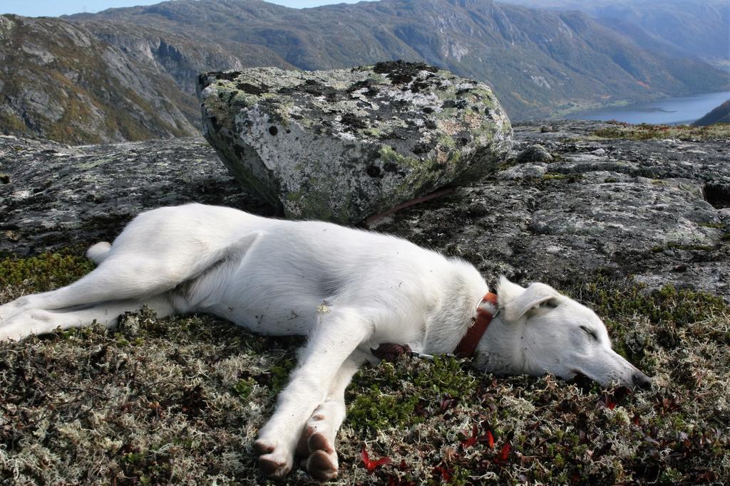 Husky Fjellgard Farm stay Haukeli